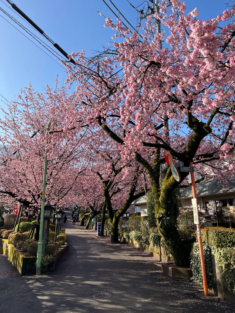 桜並木の参道