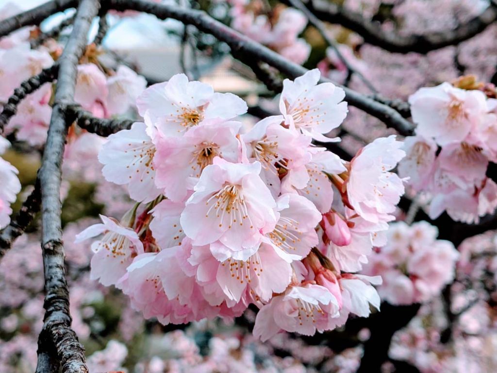 安行桜の美しい花