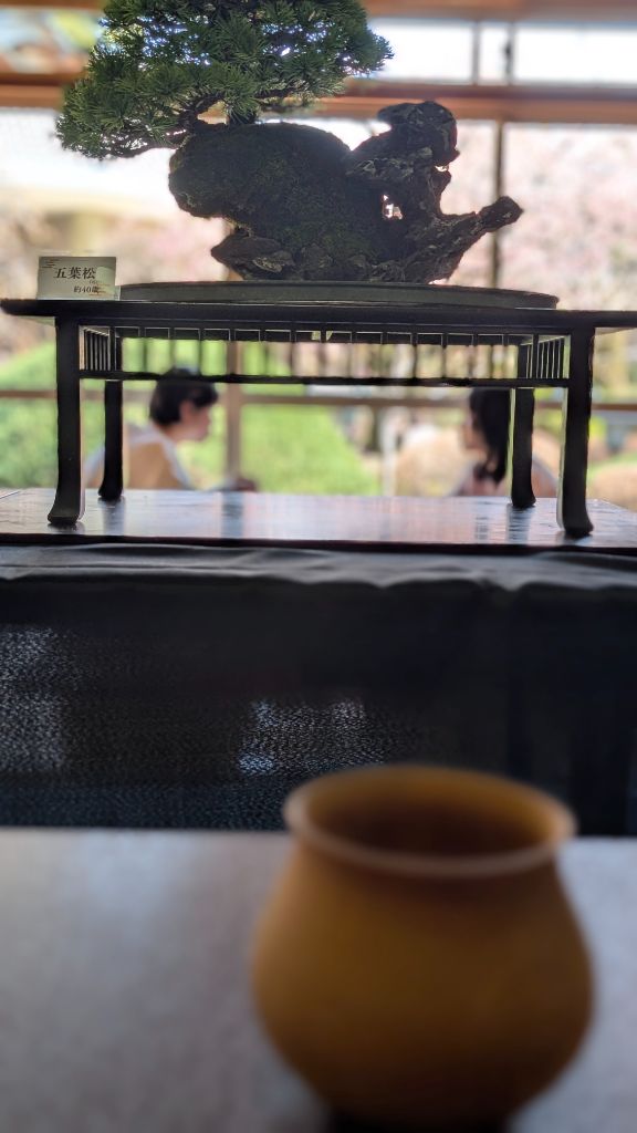 盆栽カフェ（五葉松）