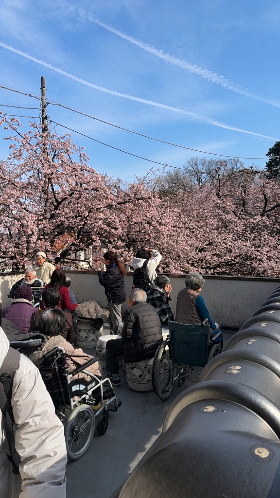 桜の下でお花見