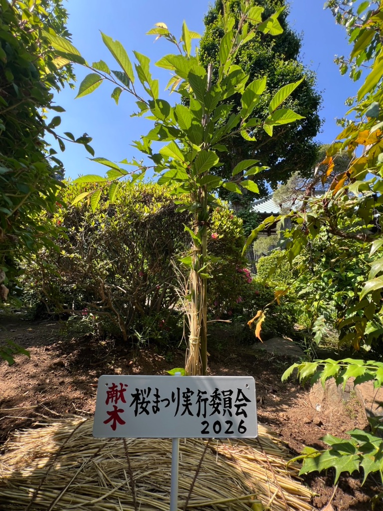 安行桜の植樹の様子